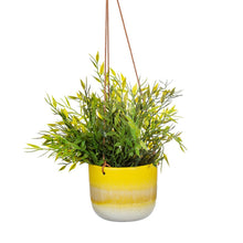 Load image into Gallery viewer, Hanging Planter - Yellow Mojave